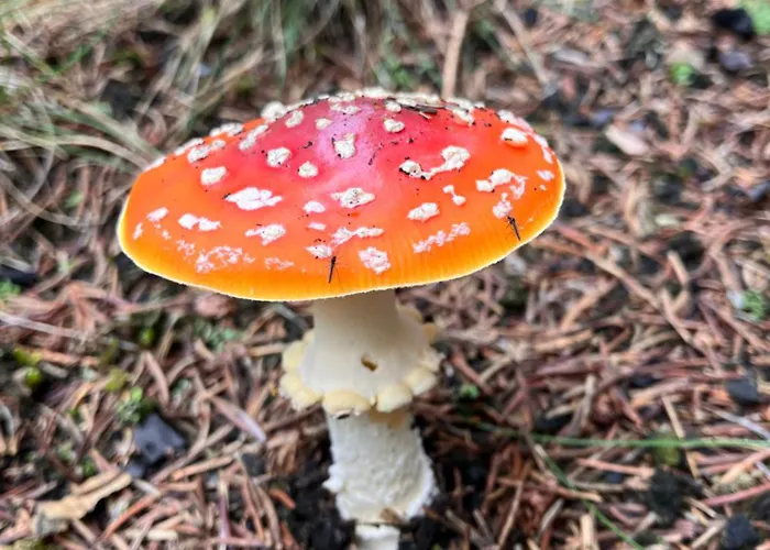 Apartamento Castrum Visum Wernigerode